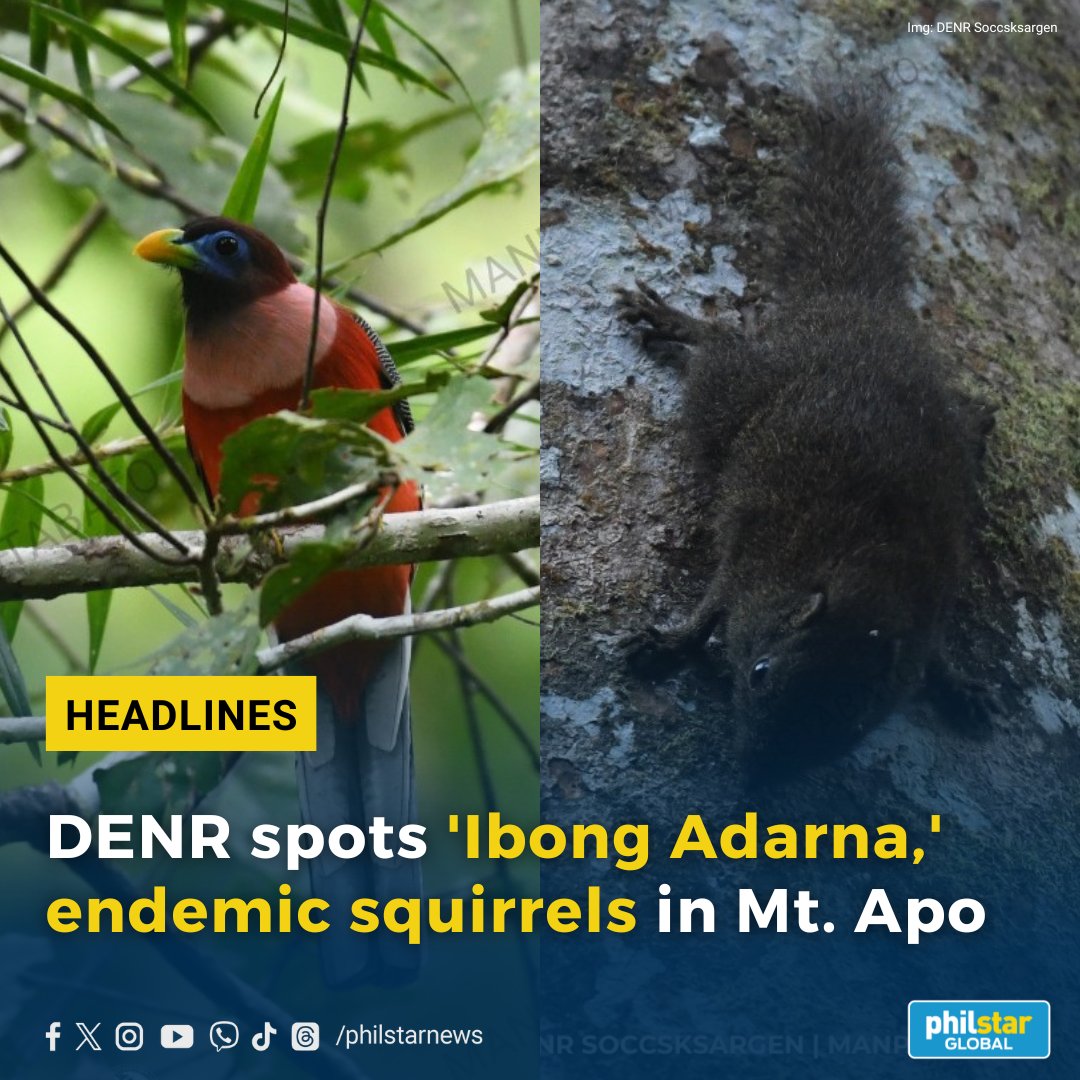 'IBONG ADARNA' AND ENDEMIC SQUIRRELS SPOTTED IN MT. APO

The Department of Environment and Natural Resources in Soccsksargen spotted the elusive Philippine Trogon (Harpactes ardens) bird species and two different species of squirrels in the Mount Apo Natural Park.

Read:…