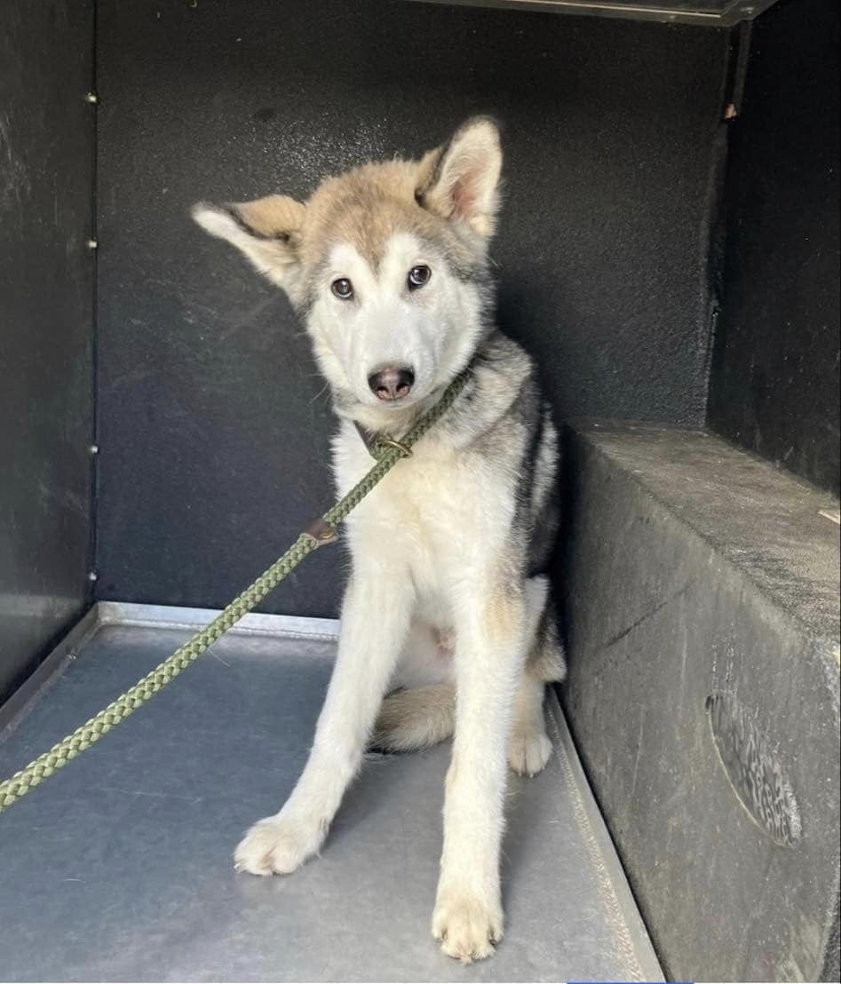 Urgent,  please retweet to help find an emergency FOSTER HOME FOR BEAR #UK 
PICKING UP THE PIECES 💔
You may recognise this malamute puppy from his post circulating on social media trying to find his owner, this scared little boy was picked up as a stray and served his 7 days in…