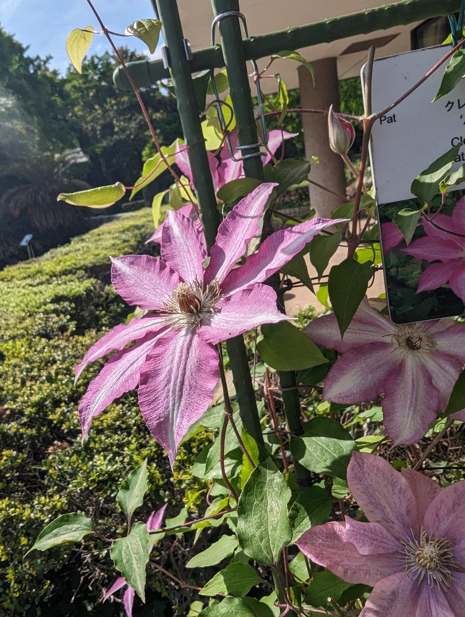 ramuzoon's tweet photo. 空いてる植物園の方が人気のネモフィラの丘より良かったりするよね https://t.co/HgrC2CIRNV