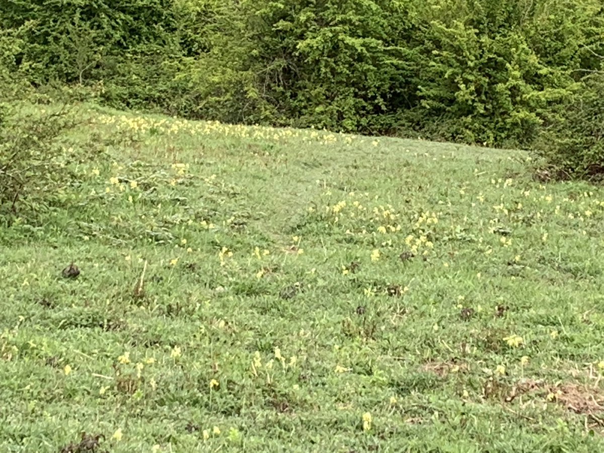 I’ve just walked the dogs in an area carpeted with cowslips absolutely beautiful.