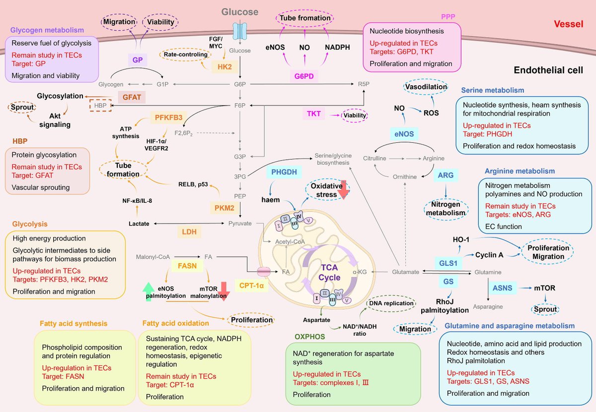 #Metabolic reprogramming and interventions in angiogenesis (new blood vessels)
sciencedirect.com/science/articl…