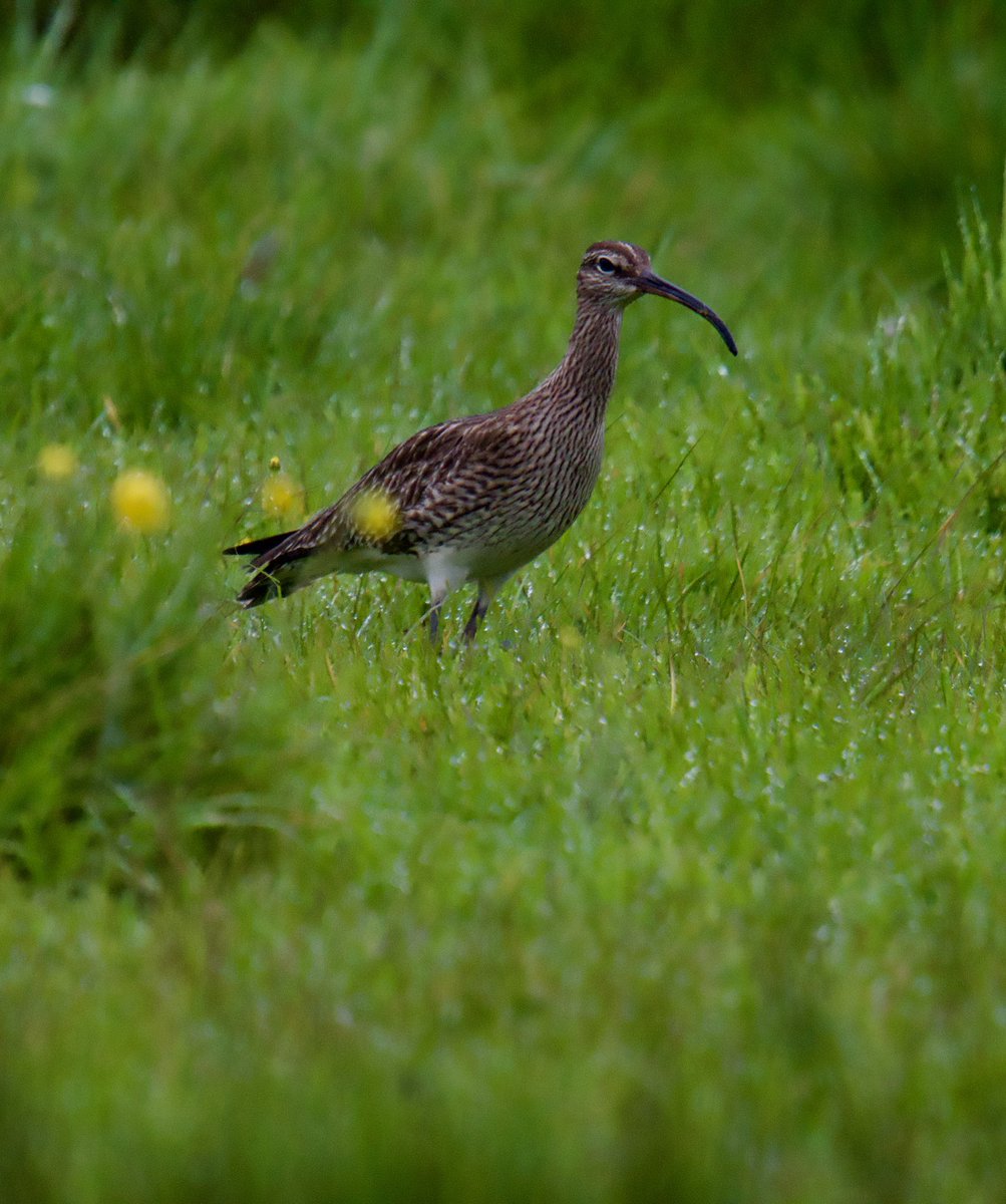 Single Whimbrel Station Rd Exminster this damp morning @RSPBExeEstuary @Natures_Voice @ExeterCanal @DevonBirds @waderquest @WaderStudy #whimbrel #waders #exeter #devon #birdphotography