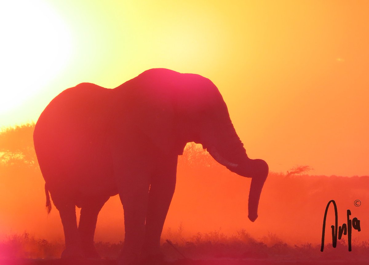 An elephant never forgets. Happy Liberationday 🇳🇱 #photography #nature #wildlife #outdoors #goedemorgen #travel #safari #Botswana #Africa #bevrijdingsdag #liberationday