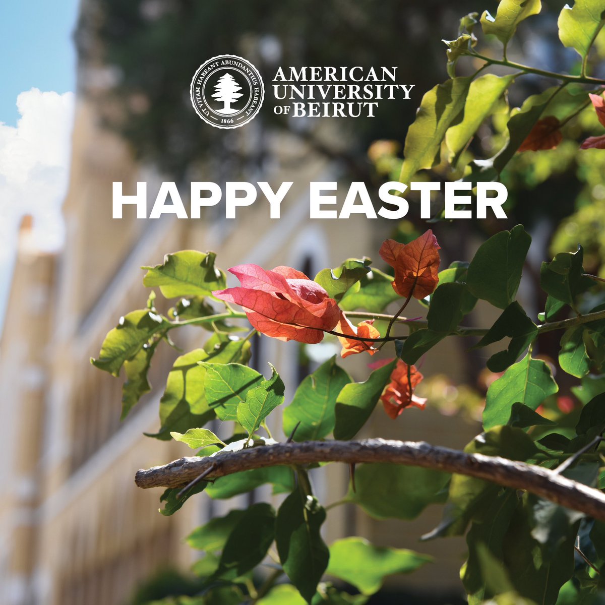 Sending warm Easter wishes from the heart of AUB! May your day be as bright and beautiful as the blooming flowers on our campus. 🌷