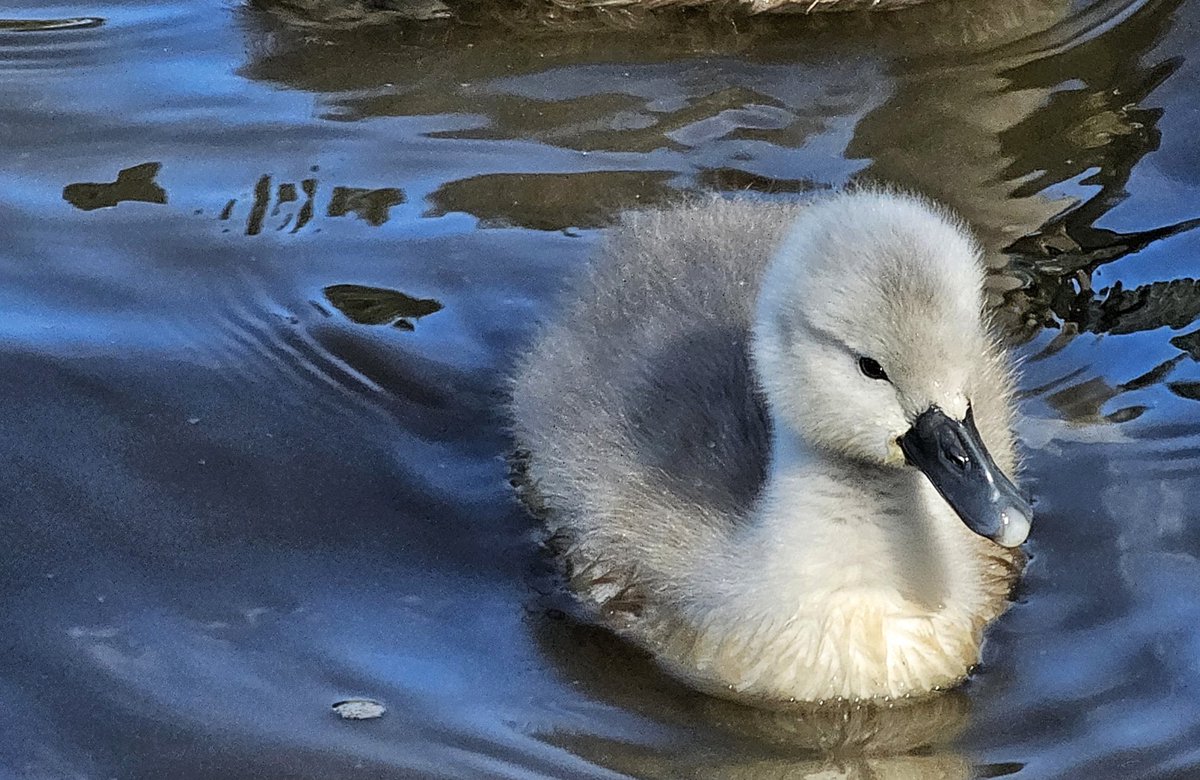 One of the beautiful cygnets at Tredegar House and country park yesterday 💓

@ThePhotoHour @RSPBCymru @Natures_Voice @AMAZlNGNATURE @NTCymru_ @nationaltrust @BBCCountryfile #wales #explore