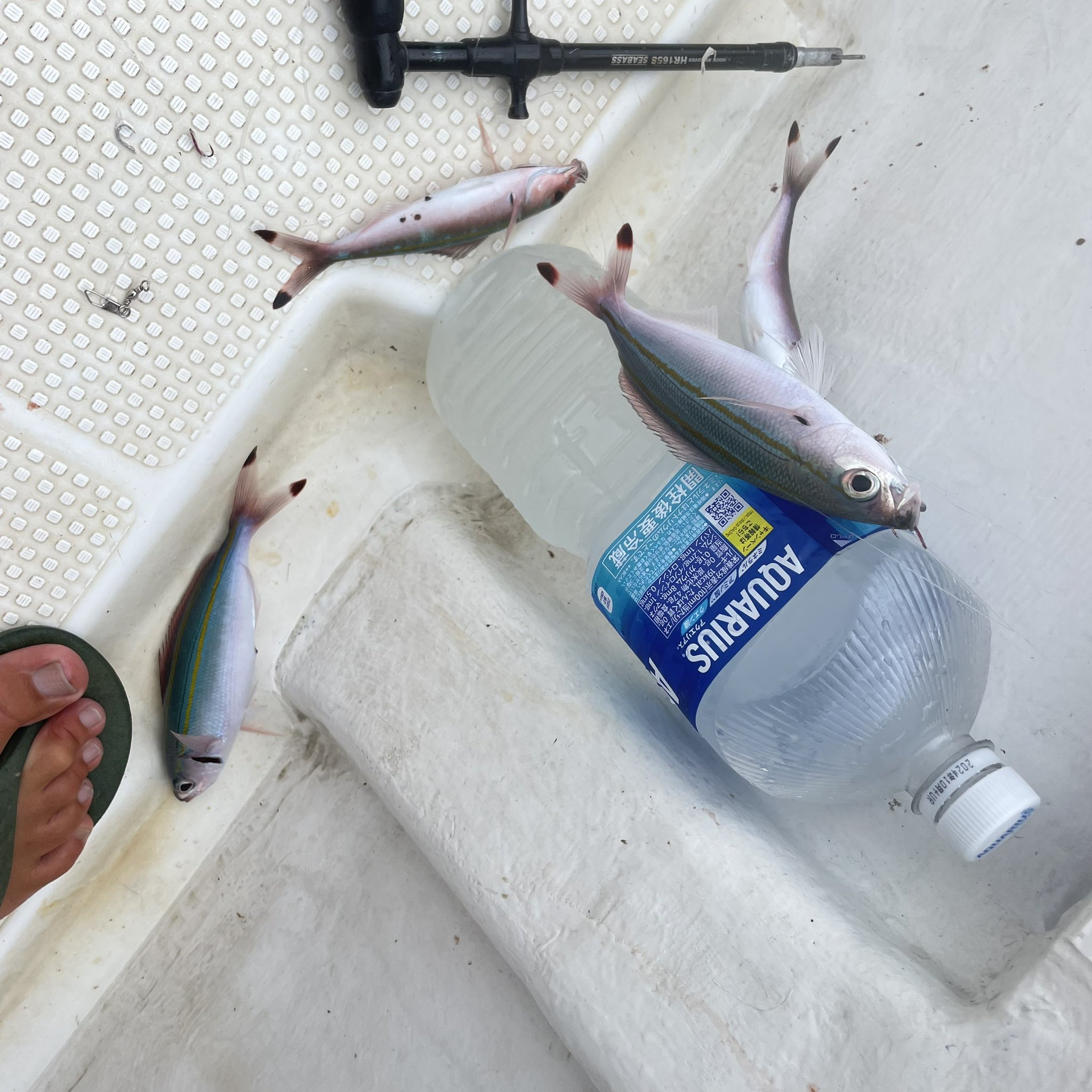 グルクンページ 楽天市場】【ラスト1点】【SALE 30%OFF】シノギ ジュードー