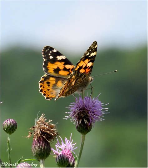 Imkerdienst's tweet photo. Laat meer #distels staan!
Voedsel voor insecten en vogels zoals:
#Distelvlinder
#Kleinevos
#Bijen
#Distelvink
#Slakken https://t.co/MBITd9zMYC