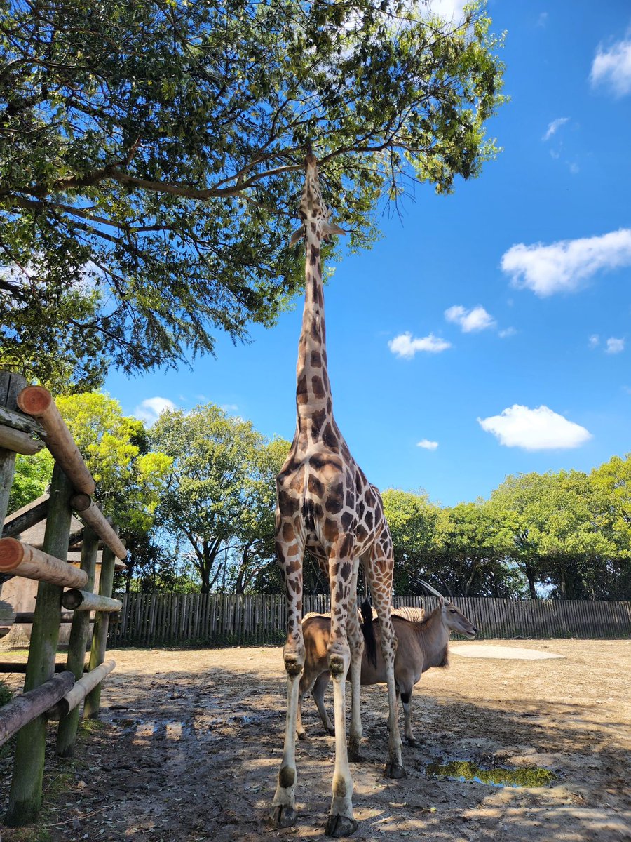 キリンのホープくん、ながーい首をいかして高いところの葉っぱもペロリ