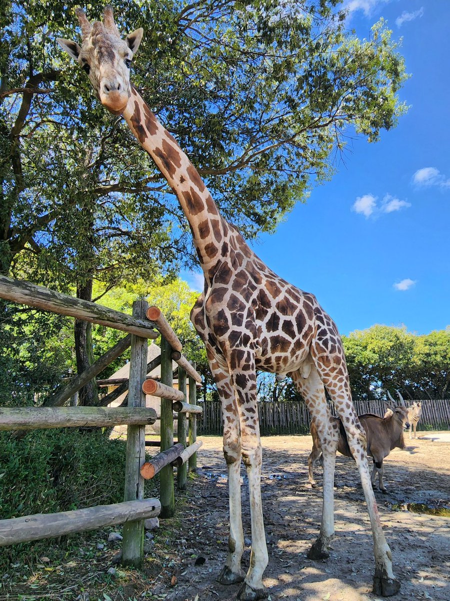 キリンのホープくん、ながーい首をいかして高いところの葉っぱもペロリ