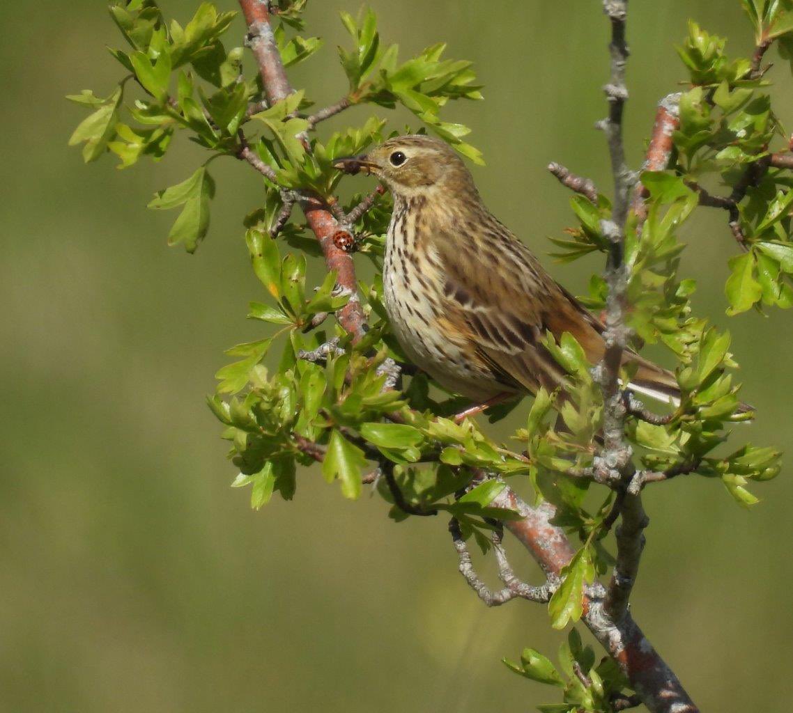 Chiffchaff a-plenty, Redstart singing somewhere in Beechwood although couldn’t get eyes on it, Meadow & Tree Pipits. 1 Blackcap. Selsley, Gloucestershire yesterday. @gloswildlife