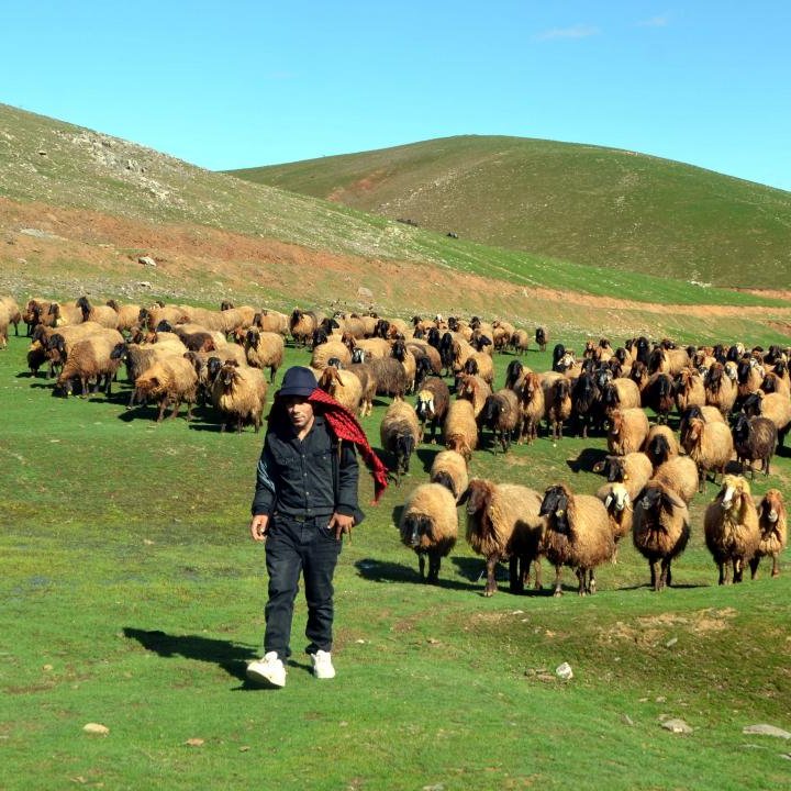 Elazığ'da 100 bin TL maaşla çalışacak çoban bulunamadığı belirtildi.