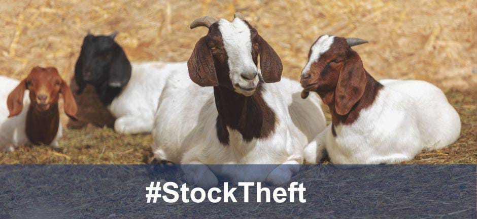 Stock Theft Unit Investigates Livestock Theft in Makurung Village

Lebowakgomo Stock Theft Unit in Capricorn District is probing a robbery with a firearm after livestock theft in Makurung village, Ga-Mphahlele, near a taxi rank on Friday, May 3, 2024. The owner was alerted by a…