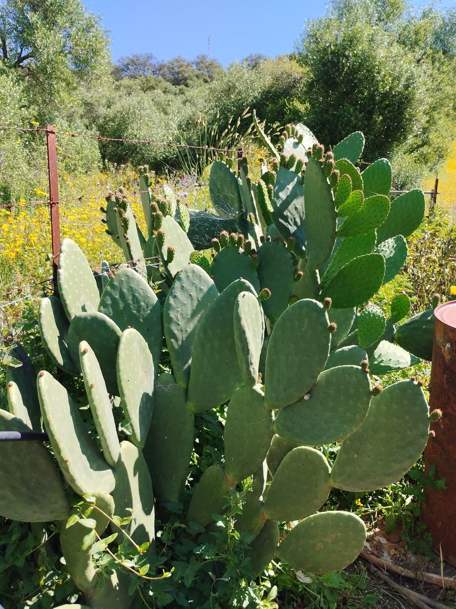 Cómo empezó/cómo sigue🌵🌵