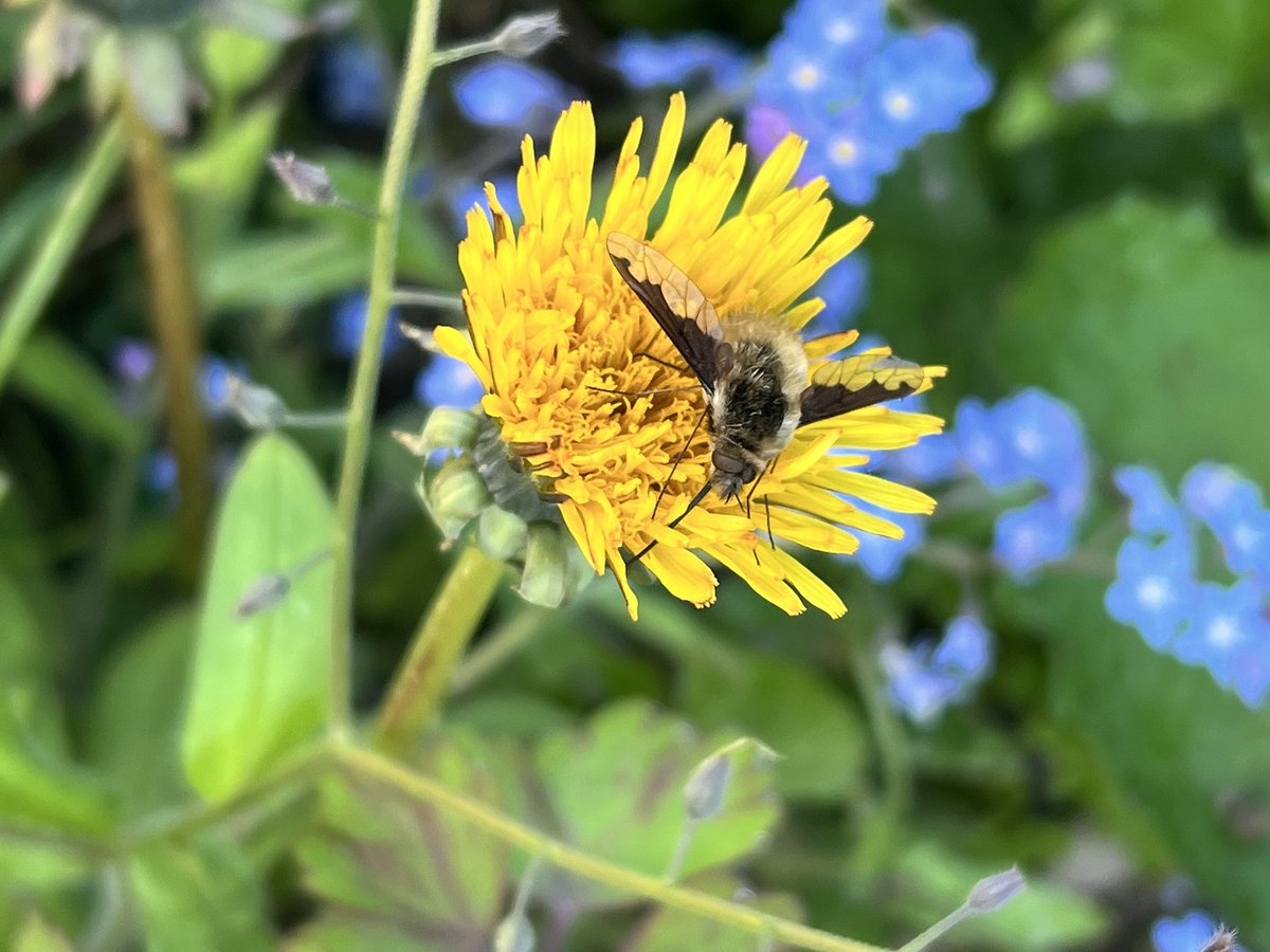 This Dark Edged Bee Fly (?) joined me inside so is now out again. Great little things @Wilowglass12 @cockayne_simon @Mightychub @DaNES_Insects @Norfolkbirding