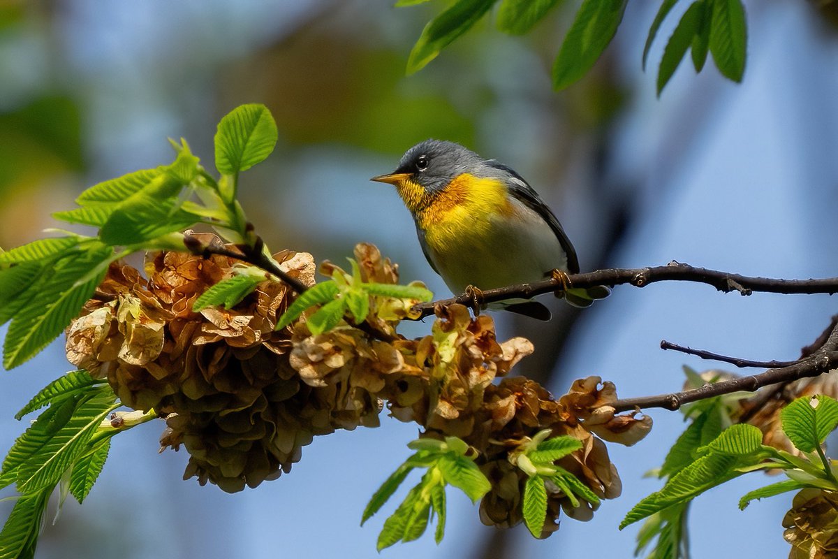 Worm eating, Palm, Northern Parula and Magnolia warbler @CentralPark_NYC Saturday walk with @BirdingBobNYC  #birdcpp #BirdsSeenIn2024 #birding #BirdTwitter  @inaturalist #BirdsofNYC @BirdCentralPark #BirdsOfTwitter #birdphotography #NewYorkCity #SonyA1 #springmigration #warbler