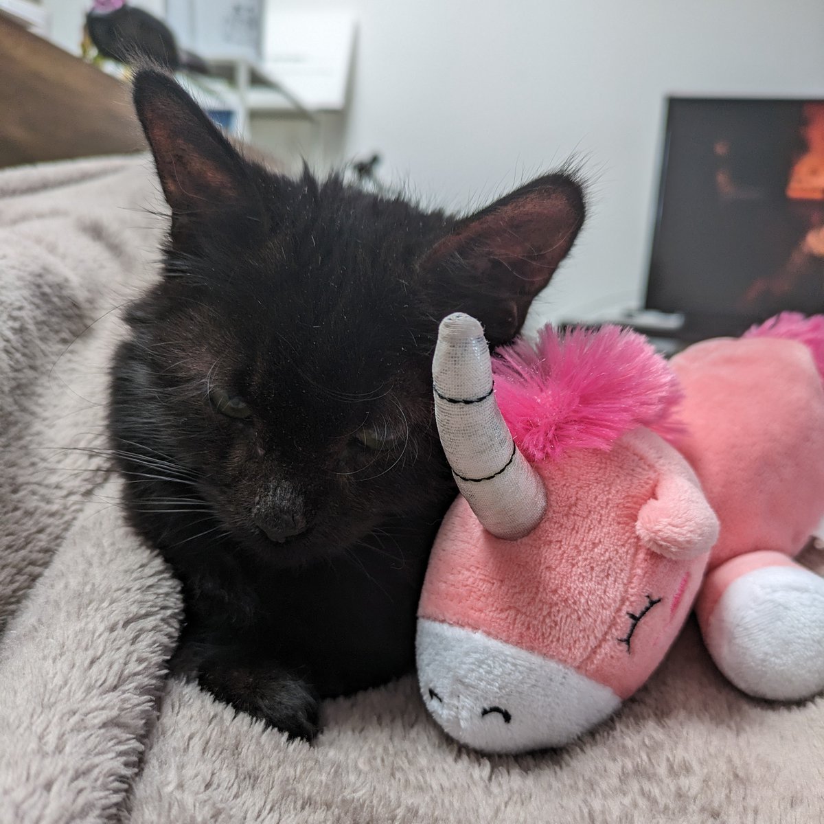 Do you remember the adorable photos of Roo we shared recently? We're delighted to share this update! Here is Roo settling into her new home with one of her favourite toys. 🥰 These updates bring us so much joy, and we hope they spread some happiness to you too! 💜