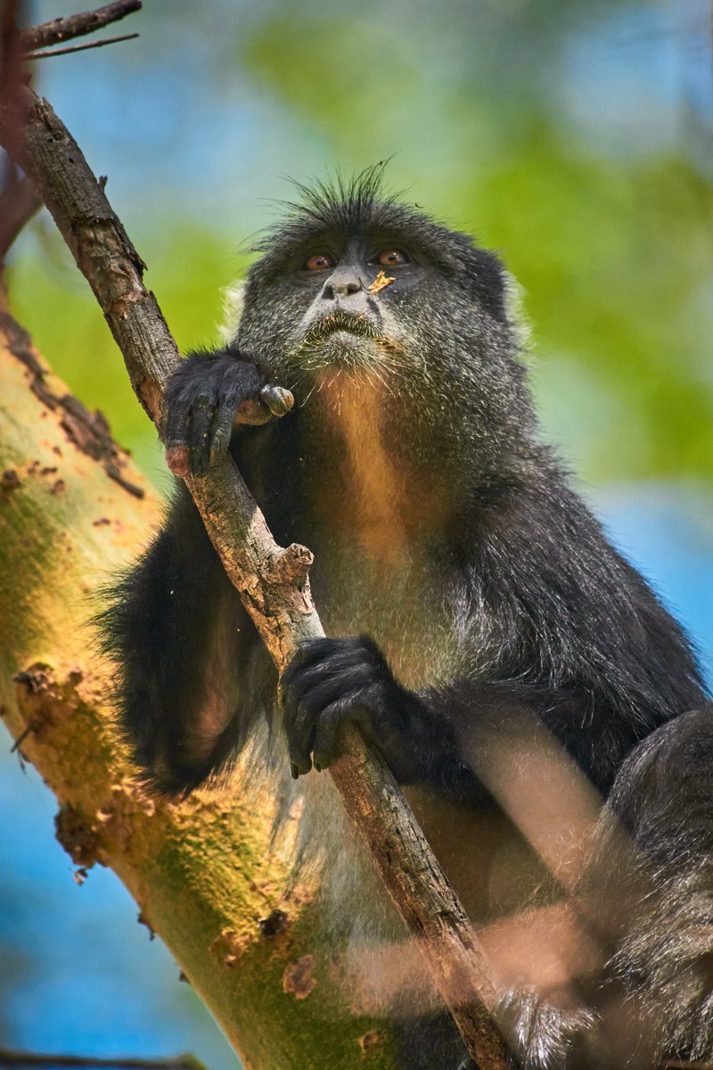 The Blue monkey has a plan | Manyara | Tanzania
#amazingwildlife #primatesinthewild #primatesofafrica #manyaranationalpark #jawswildlife #bownaankamal #primatesofeastafrica #bluemonkey #earthfocus #jawsafrica #africawildlife #discoverearth #animal #animallove #earthlovers