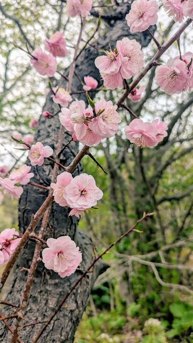 「ぼかし 桜」のTwitter画像/イラスト(新着)