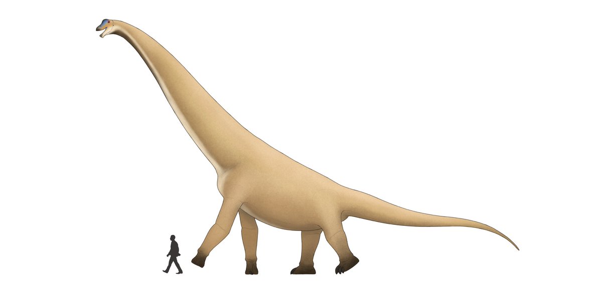 The Biggest of Morrison “ Brachiosaurus “ #Brachiosaurus #Brachiosauridae #Sauropod