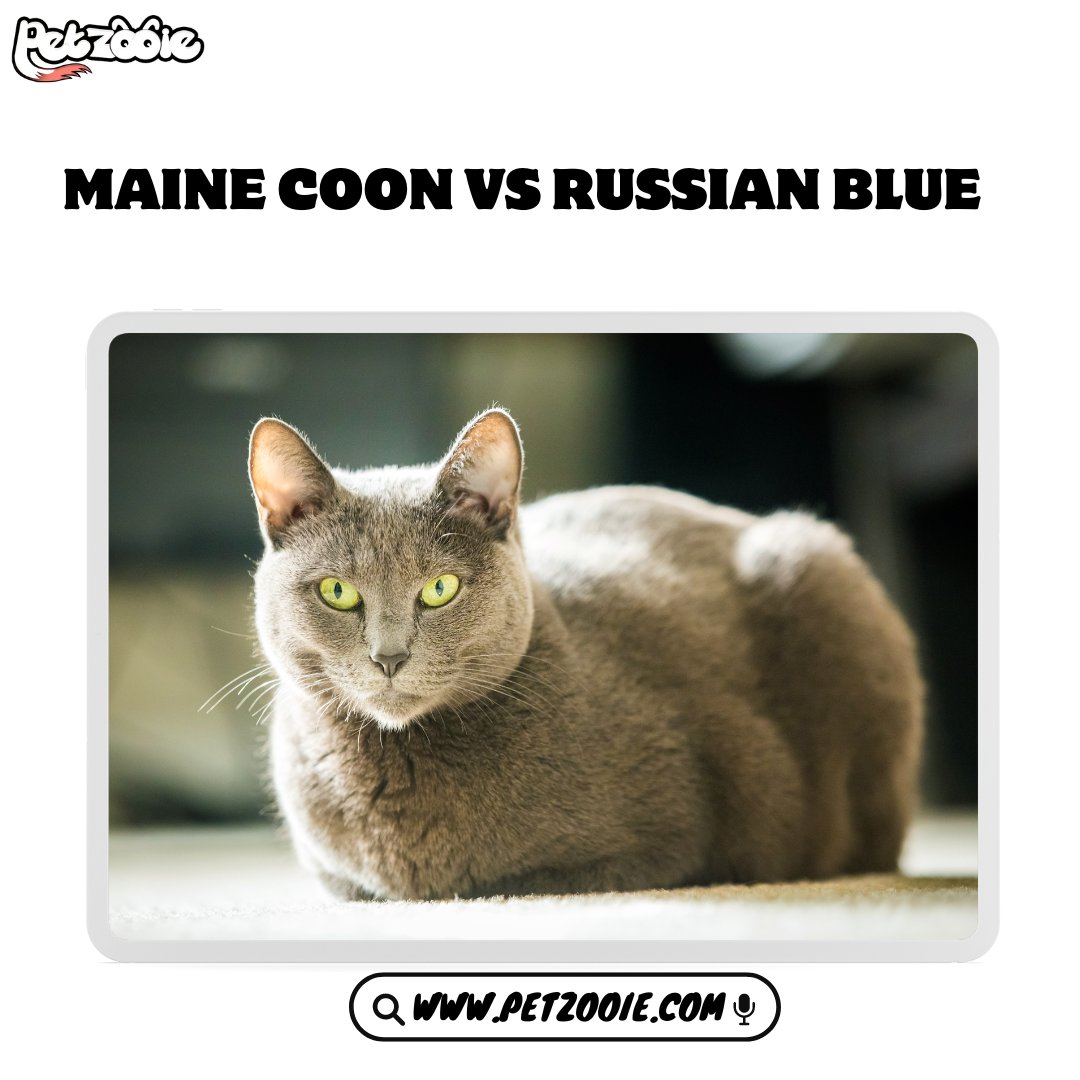 Maine Coon vs Russian Blue

learn More about it from Here:

petzooie.com/articles/maine…

#PetRecipes #FoodiePets #puppiesofinstagram #golden #puppies #goldenretrievers #goldenpuppy #animals #dogsofinstagram #puppygram #cutest_goldens #PetFitness #ActivePets #cutestgoldens