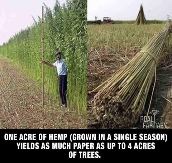 No herbicides or pesticides needed. Hemp cleans the land with thousands of uses.