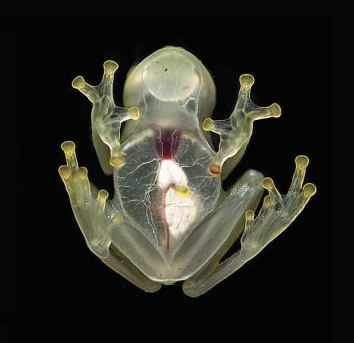 INSOLITE Une grenouille de verre   complètement transparente !🐸
Hyalinobatrachium yaku est une espèce de grenouilles de verre, découverte dans les plaines amazoniennes de l'Équateur  à la caractéristique incroyable : sa peau translucide... qui l'est tellement qu'on peut voir ses…