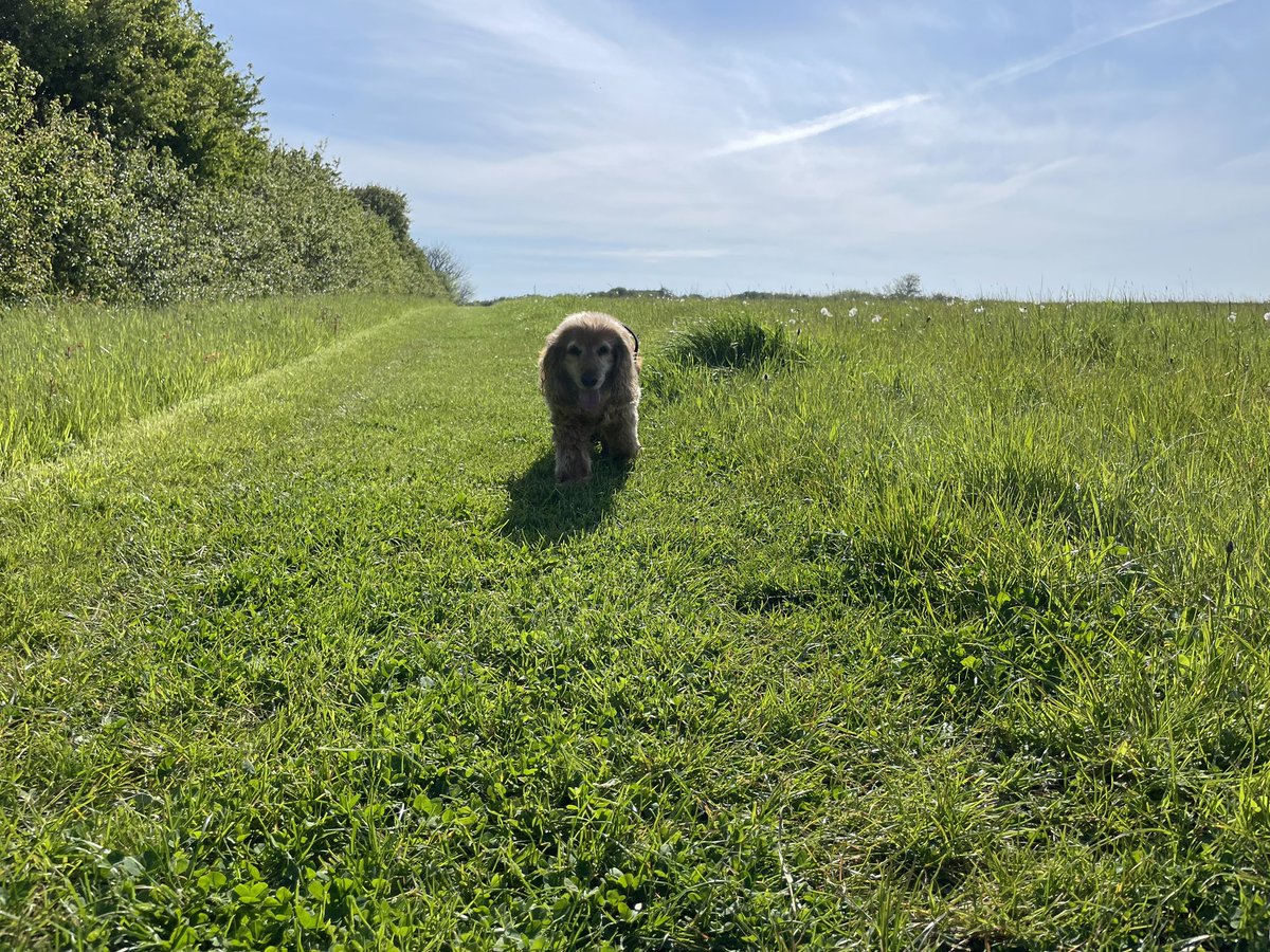 A leisurely Sunday morning stroll allows plenty of time to reflect on the fact that my #HumberRivieraLife 😎 is not too bad at the moment. Enjoy your extended weekend folks ☀️