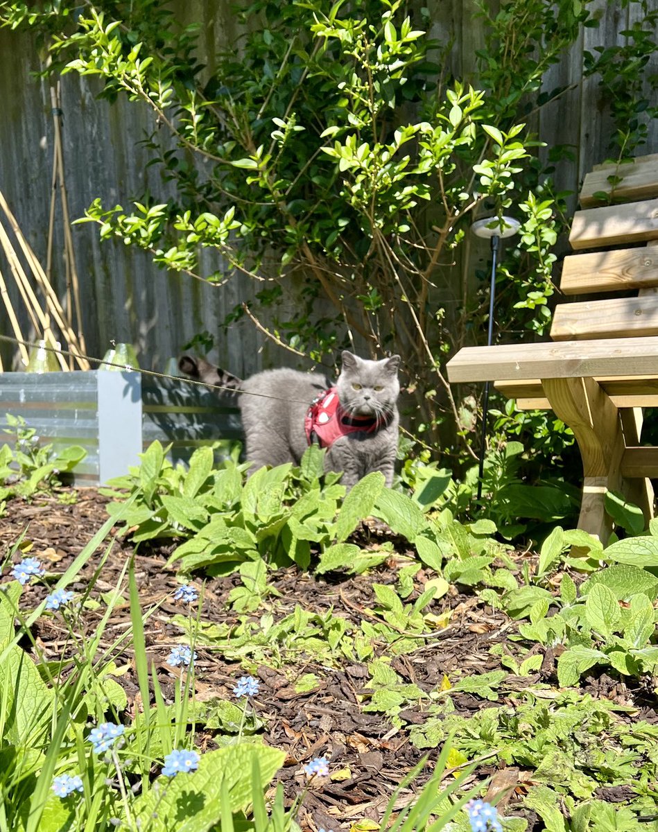 Sunday wander to check out the vegetable beds😺♥️ #Cats