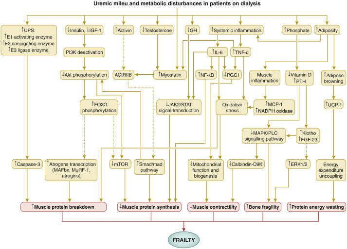 Kam Kalantar-Zadeh, MD, MPH, PhD (@kamkalantar) on Twitter photo Frailty in Patients on Dialysis <a href="/Kidney_Int/">Kidney International</a>
Gordon CK Chan ... Philip KT Li (Hong Kong) et al
π©βπ¦―discusses the underlying causes of #frailtyπ¨βπ¦½in patients on #dialysis & examines the methods and difficulties involved in managing frailty among this group.
sciencedirect.com/science/articl⦠Frailty in Patients on Dialysis <a href="/Kidney_Int/">Kidney International</a>
Gordon CK Chan ... Philip KT Li (Hong Kong) et al
π©βπ¦―discusses the underlying causes of #frailtyπ¨βπ¦½in patients on #dialysis & examines the methods and difficulties involved in managing frailty among this group.
sciencedirect.com/science/articlβ¦