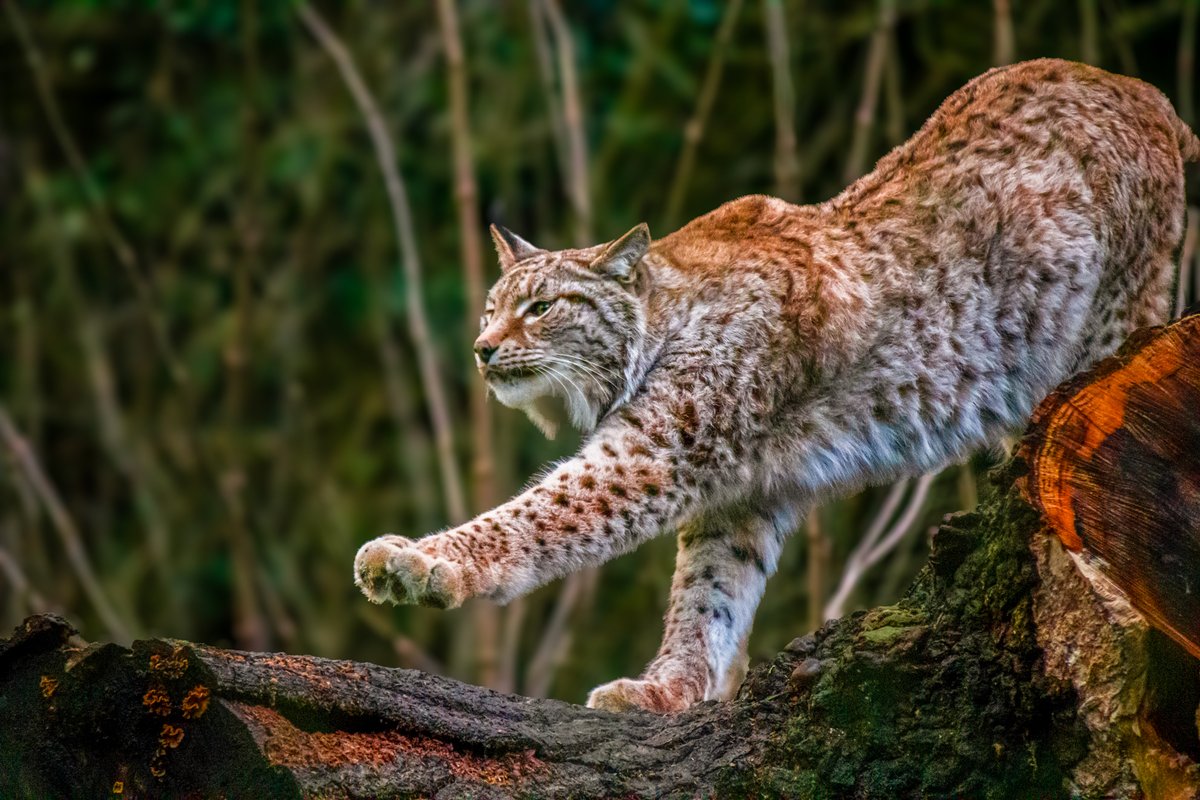 Take that first step into nature this weekend 🐾 Get off the sofa, lace up the walking boots and venture into the wild at Wildwood Devon! Embrace the spirit of adventure this weekend and step into our enchanting woodland 🌲✨ #wildwoodtrust #devon #wildwood #lynx #otterystmary