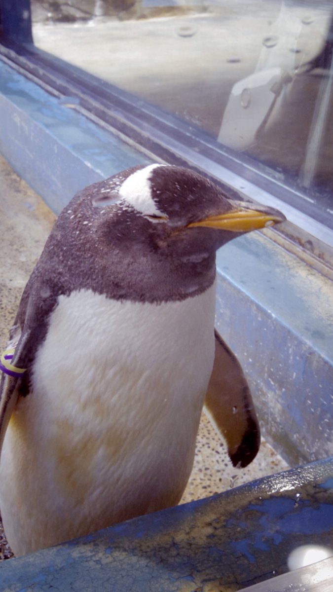 ペンギン水族館行ってきた。色々写真撮ったけどいやっぱりペンギンが多めになった🐧　#長崎ペンギン水族館
