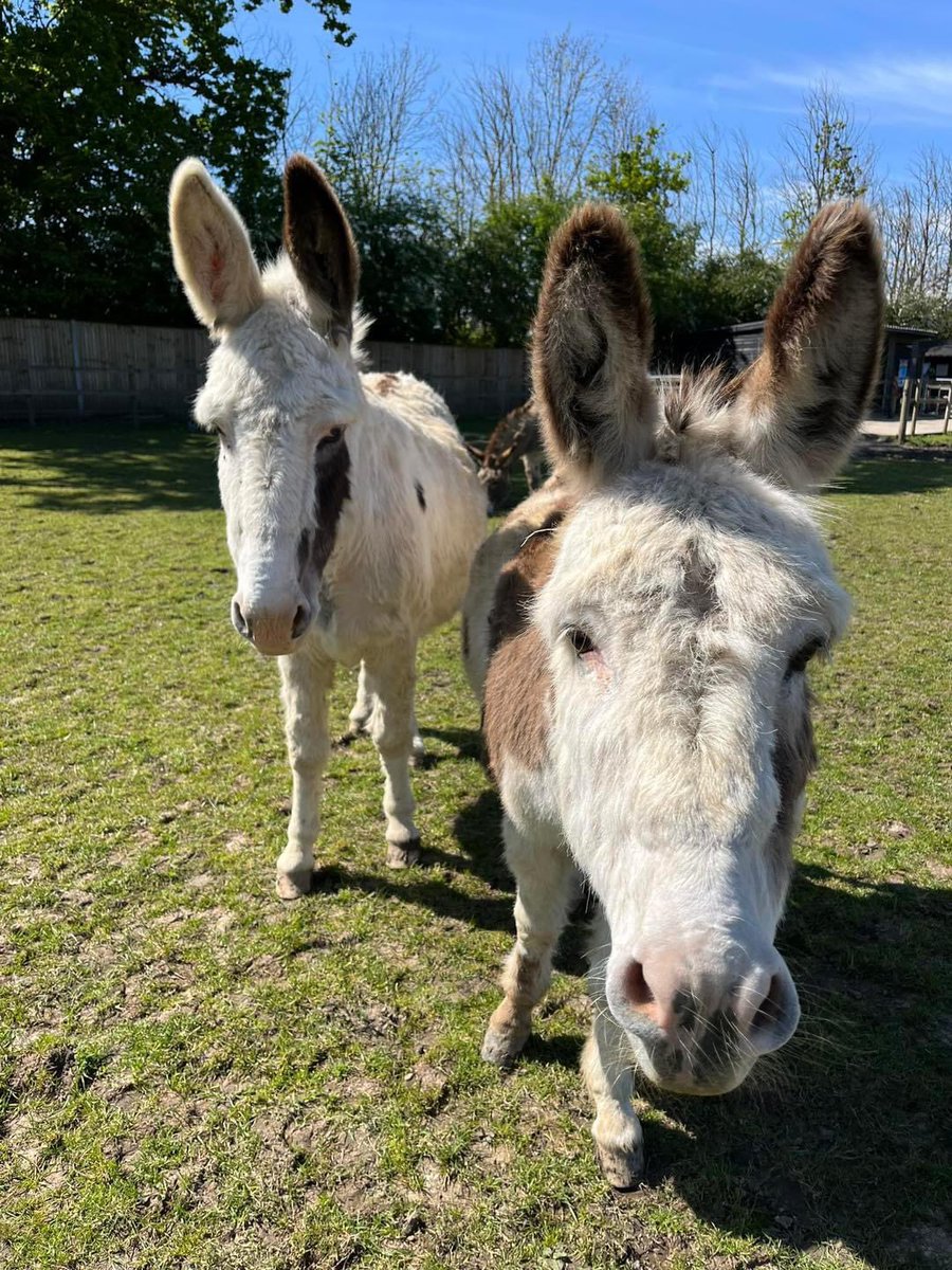 Donkeys of the Day  🤗 #donkey #donkeywelfare #donkeys #Eeyore #Ilovedonkeys  #donkeyrescue #donkeylife #donkeysanctuary #haven #donkeyhaven #donkeylove #donkeyphotography Photo credit: Hayling Island Donkeys