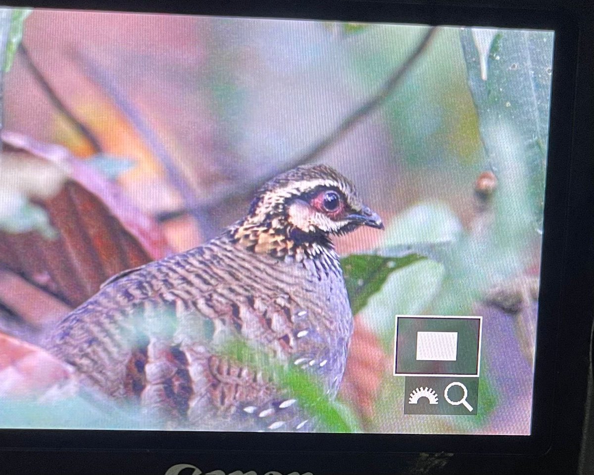 We definitely need such bird photographers. Subhadeep shared his experience after seeing White-Cheeked Partridge one of difficult bird to photograph in Indian Subcontinent. 1. Most guides have been telling me - this bird can only be shown but don’t expect to click pics. 2.…