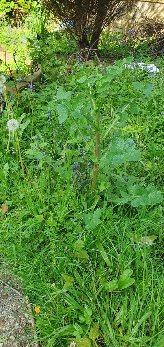 I may have taken the concept of No Mow May a bit too far this year. It's probably time for some selective weeding. While I can still find my way in and out of the flower bed.