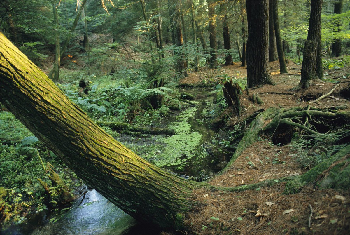 #GününFotoğrafı | Sam Abell'in objektifinden / Pine Grove Furnace Eyalet Parkı'nın içerisinde yer alan Apalaş Dağları, doğanın güzelliklerini en iyi şekilde yansıtan doğal ortamlardan birisidir.