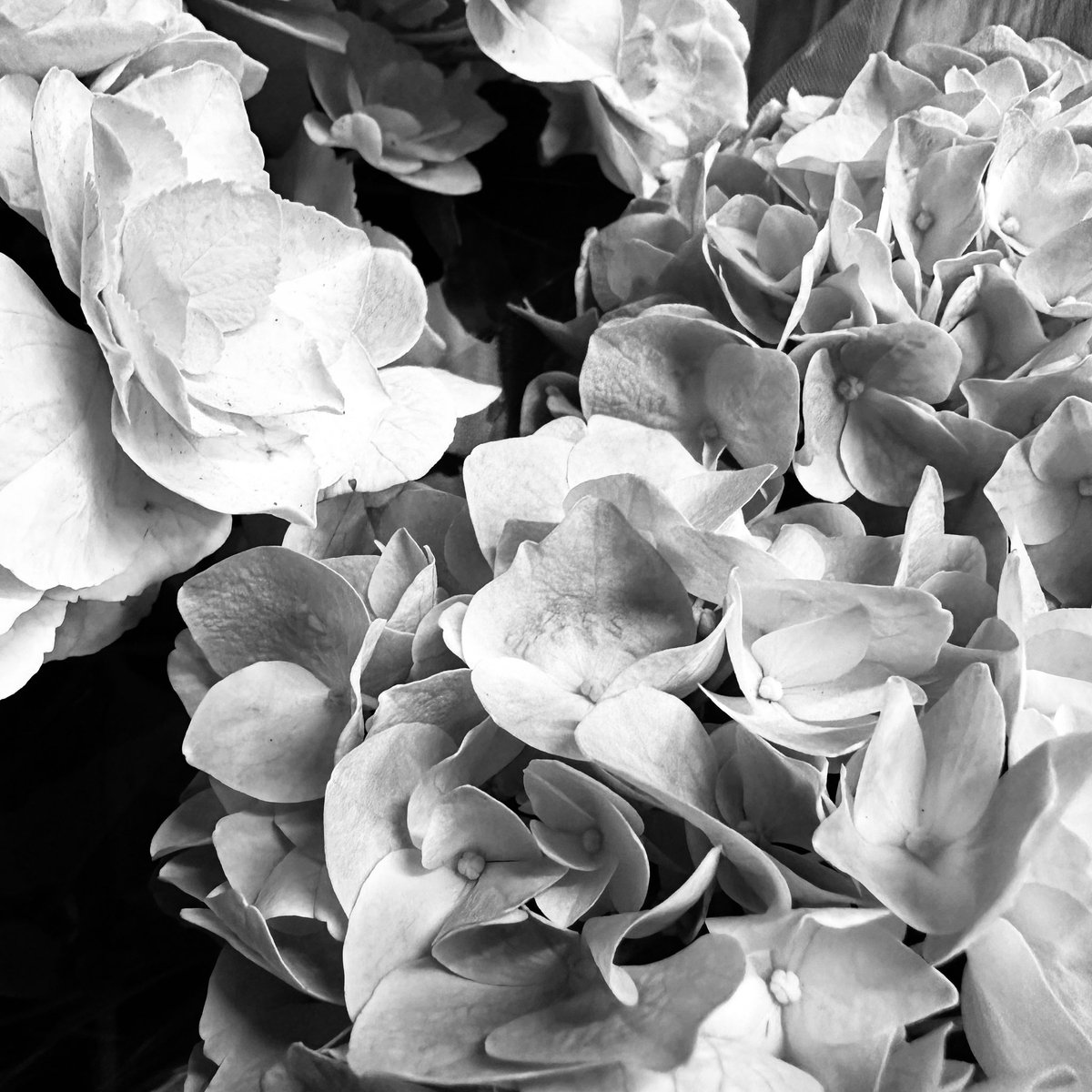 Mothers day 𓂃◌
2024/05/12は母の日です。
紫陽花も人気があります✴︎
ご来店ください。