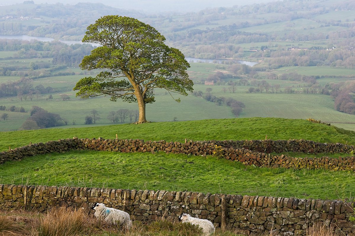 I was up early the other day for sunrise at The Roaches, it wasn't quite the light I was hoping for, but managed to capture my favourite tree, sheep and Tittesworth reservoir in the same shot. #landscapephotography #peakdistrict