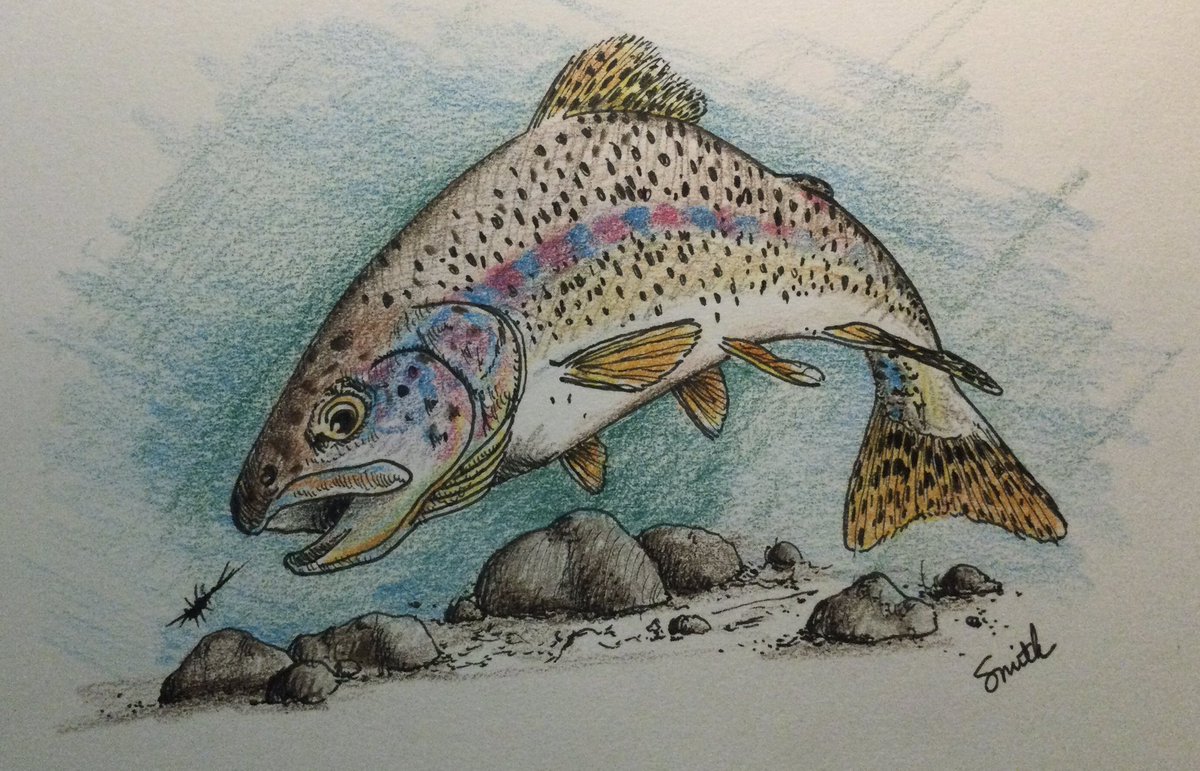 The Guzmán Trout are found in the headwaters of Mexico’s Río Casas Grandes. Researchers believe Mormon colonists transplanted them into the Guzmán Basin in the early 1900s where they remained after they moved away. For the #SundayFishSketch Cinco de Mayo theme of Mexican Fishes.