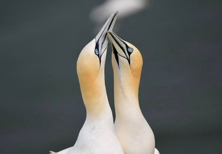 What an absolutely stunning shot captured by one of our lovely volunteers! 😍 📷 Gannets - James Davies