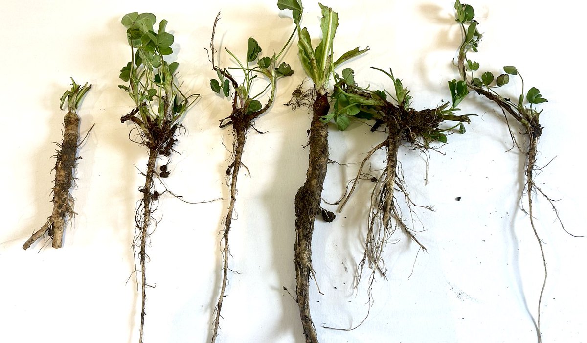 Fab red clover & chicory taproots from @Alnhamfarming GS4. Cool plants. Just doing their thing. Ecosystem engineers. 🤩