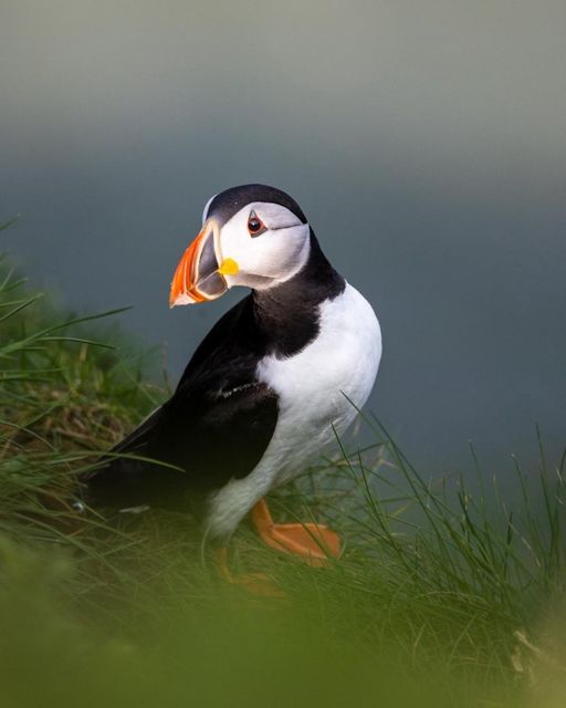Puffins are fab flyers! Did you know they flap their wings up to 400 times a minute? 😮🪶 📷 Flora Tomlinson-Pilley