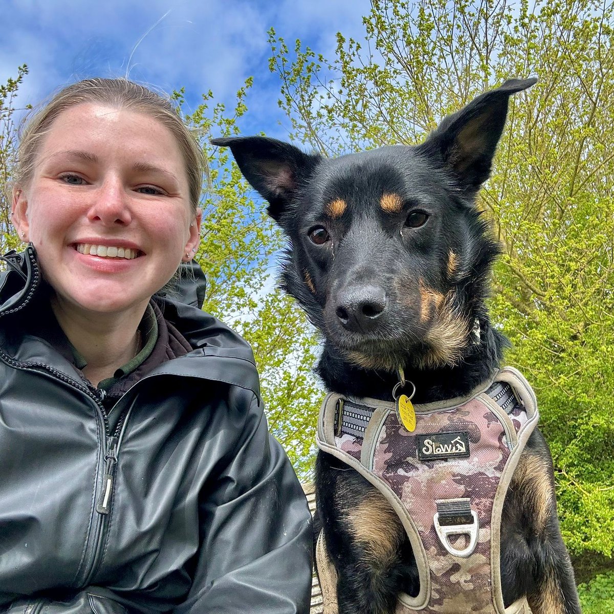 A cracking #SundaySelfie from Max who's been out for a lovely off-site walk with his friend Sophie. 😍 Meet Max👉 bit.ly/3uZkSzB #SelfieSunday #SundayFunday #WeekendVibes #Walkies #RescueDog #AdoptDontShop #Rehome #Leeds #DogSelfie #Kelpie @DogsTrust