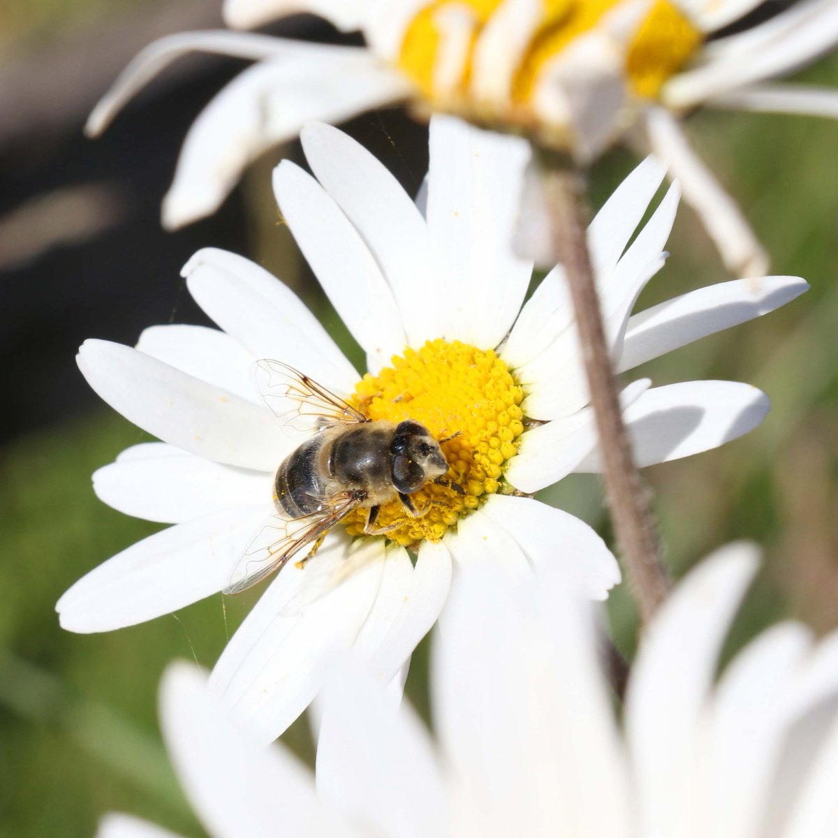 We're giving nature a helping hand this month by taking part in No Mow May! 🌱

Several areas at our Sidmouth sanctuary will once again be left uncut in a bid to help resident wildlife and pollinators thrive ➡️ bray.news/3y3lWEh