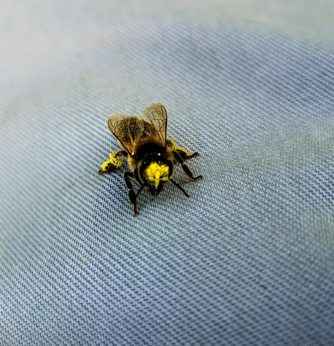 Honeybee covered in pollen.
#NorfolkHoneyCo
#StewartSpinks
#BeekeepingForAll
#Beekeeping
#Honeybees
#BeeFarmer