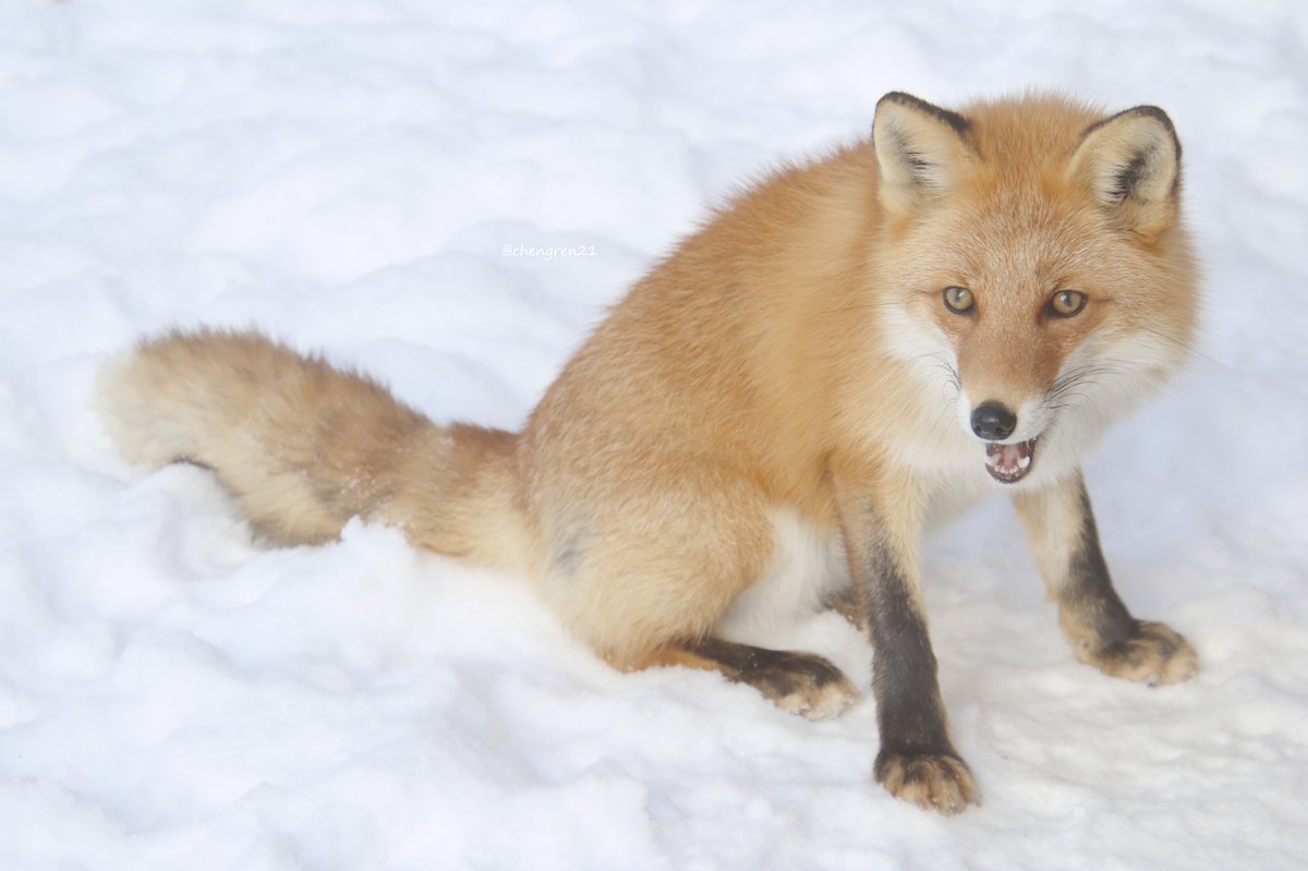 ナミちゃん似な気がする(ユウ♀) #北きつね牧場