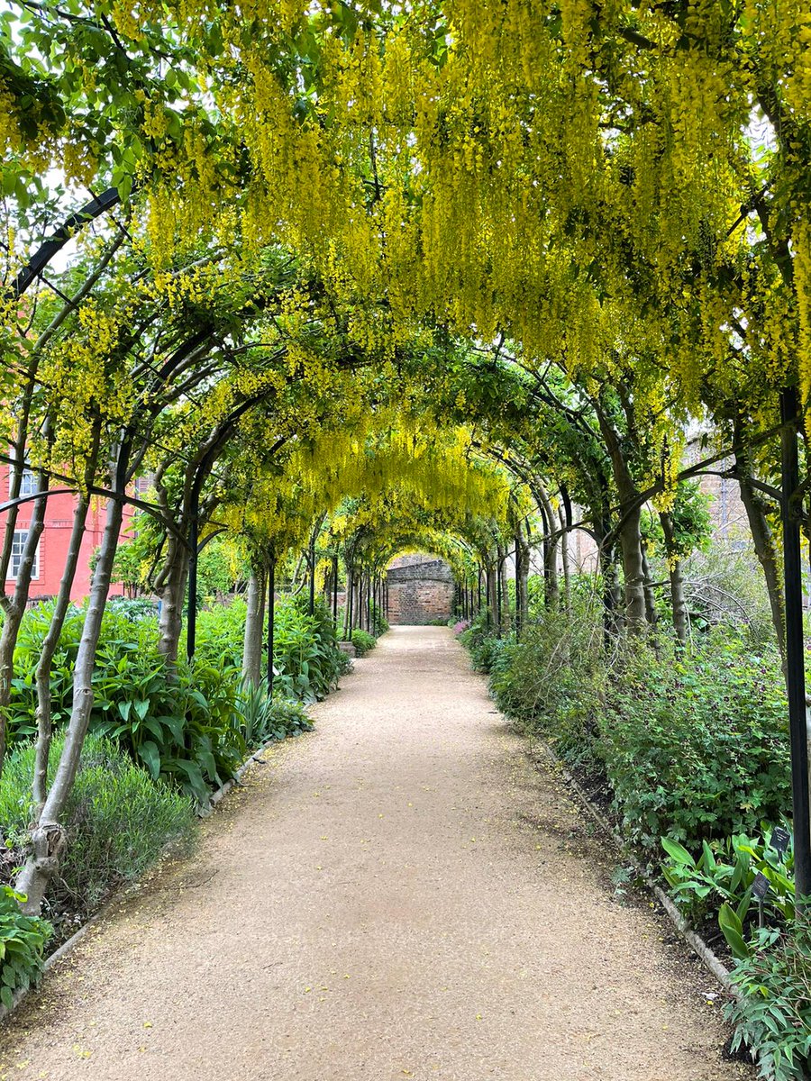 Nestled in the Queen's Garden behind Kew Palace, one of our favourite seasonal highlights, the laburnum arch, has come into bloom. On the left you can see the bare branches earlier this year, but now it's adorned with beautiful yellow flowers 💛🌼