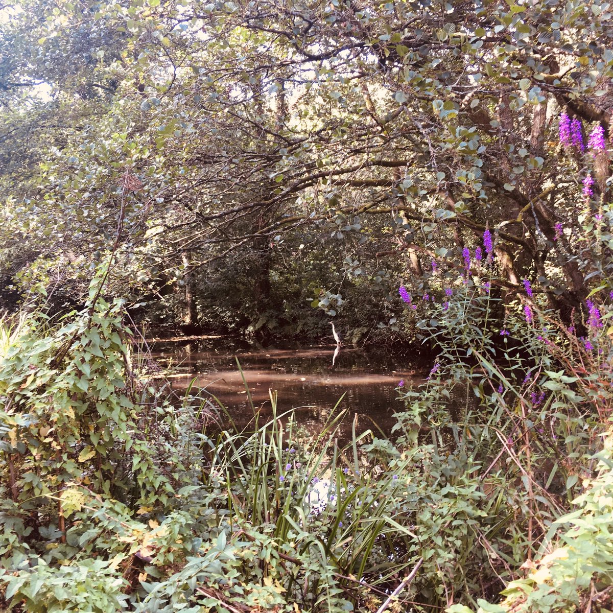 Join us for #NationalWalkingMonth at Forest Farm on 8/5 at 6pm! Explore 'foods from the wild' on a guided walk with the Community Park Rangers & enjoy a selection of delicious delicacies at the Warden Centre. Booking essential. For ticket info, visit: orlo.uk/Fcpqi