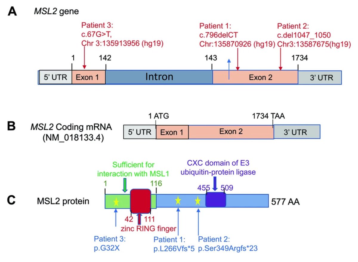 RT @FranMartinezGr: Novel protein-truncating variants of a chromatin-modifying gene MSL2 in syndromic neurodevelopmental disorders. #RareDisease #Genetics #morbidgene nature.com/articles/s4143…