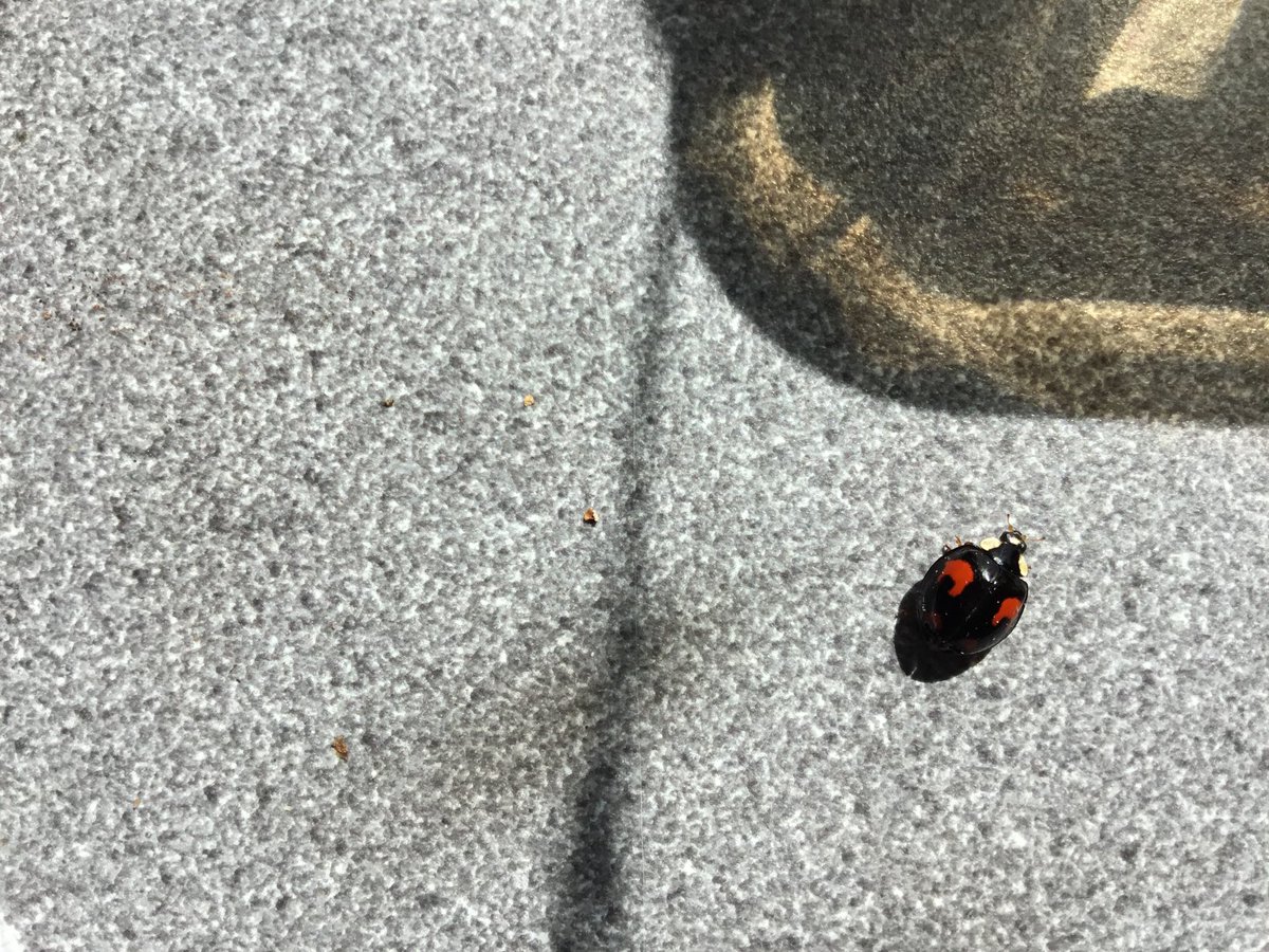 Can anyone ID this Ladybird, please?