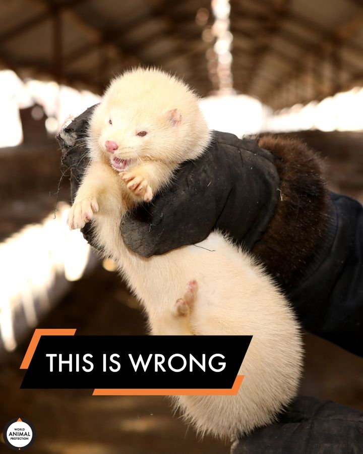 Trapped in wire cages, minks on fur farms are unable to engage in their most basic natural behaviors. Most people don’t support the use of fur in fashion. But your taxpayer dollars are keeping this industry alive. Demand this cruel industry be shut down: bit.ly/45We83j